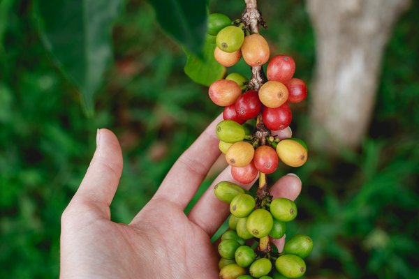 Comment organiser une visite des plantations de café au Costa Rica?